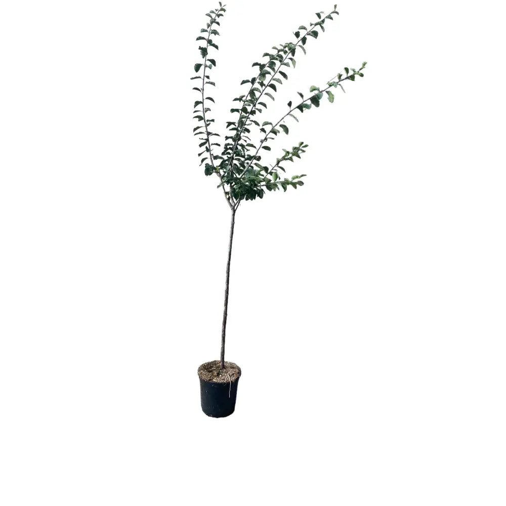 Prun Friar (Prunus Domestica), cu fructe dulci mov-inchis, an 2 pe rod