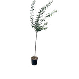 Prun Friar (Prunus Domestica), cu fructe dulci mov-inchis, an 2 pe rod
