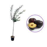 Prun Friar (Prunus Domestica), cu fructe dulci mov-inchis, an 2 pe rod
