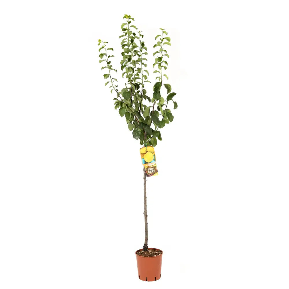 Prun Regina Claudia Gialla (Prunus Domestica), cu fructe dulci galbene, an 2 pe rod