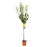 Prun Regina Claudia Gialla (Prunus Domestica), cu fructe dulci galbene, an 2 pe rod