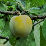 Prun Regina Claudia Verde (Prunus Domestica), cu fructe dulci verzi-galbene, an 2 pe rod