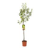 Prun Regina Claudia Verde (Prunus Domestica), cu fructe dulci verzi-galbene, an 2 pe rod
