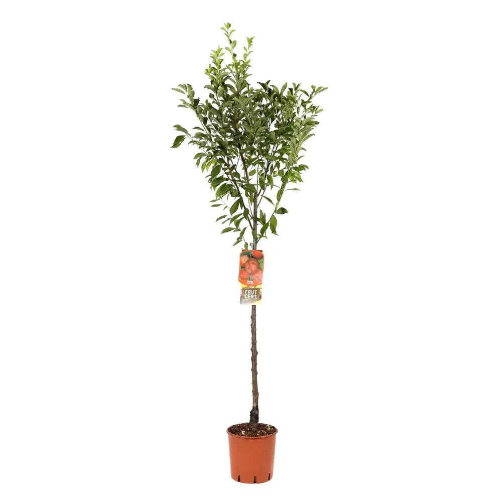 Prun Santa Rosa (Prunus Domestica), cu fructe dulci violet-rosiatice, an 2 pe rod