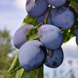 Prun Stanley (Prunus Domestica), cu fructe dulci mov, an 2 pe rod