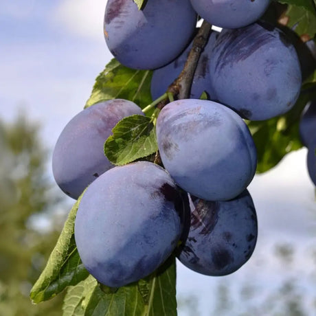 Prun Stanley (Prunus Domestica), cu fructe dulci mov, an 2 pe rod