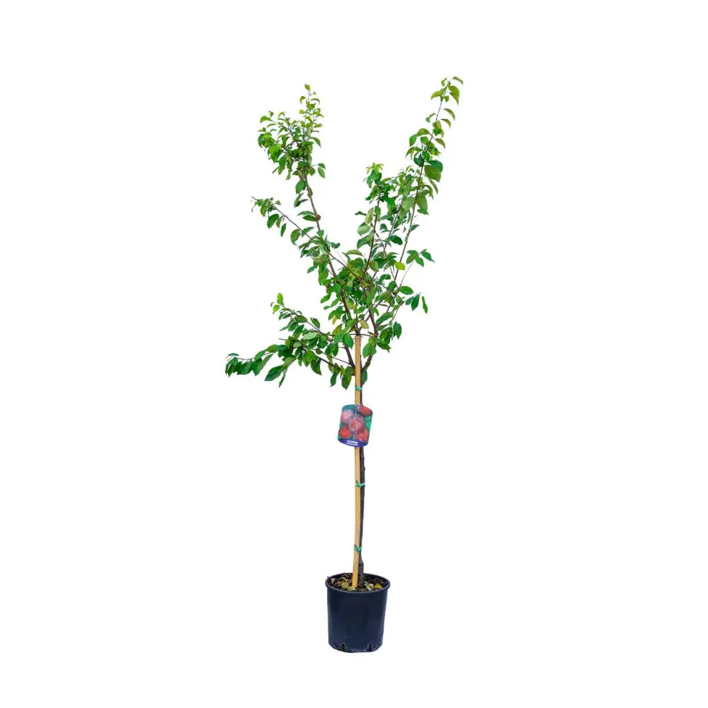 Prun Fortune (Prunus Domestica), cu fructe dulci violet-rosiatic, an 2 pe rod