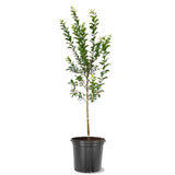 Prun Golden Plum (Prunus Domestica), cu fructe dulci galbene-aurii, an 2 pe rod