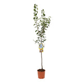 Prun Grossa Di Felisio (Prunus Domestica), cu fructe dulci mov, an 2 pe rod