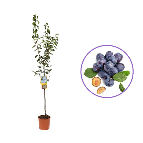 Prun Grossa Di Felisio (Prunus Domestica), cu fructe dulci mov, an 2 pe rod