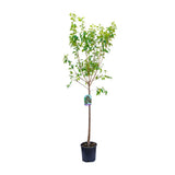 Prun President (Prunus Domestica), cu fructe dulci violet inchis, an 2 pe rod