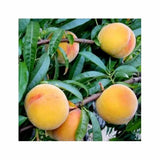 Piersic (Prunus Persica) Baby Gold 6, cu fructe galben-aurii, an 2 pe rod