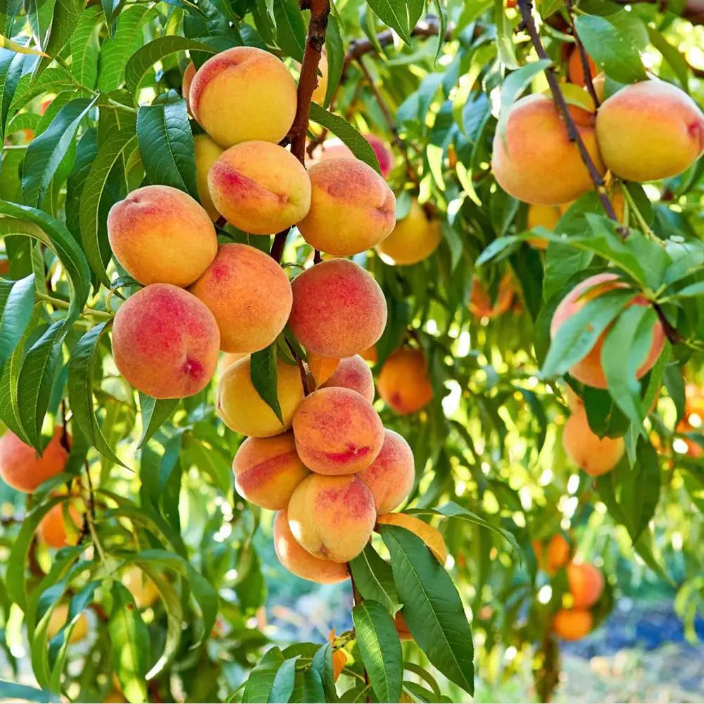 Piersic (Prunus Persica) Baby Gold 6, cu fructe galben-aurii, an 2 pe rod