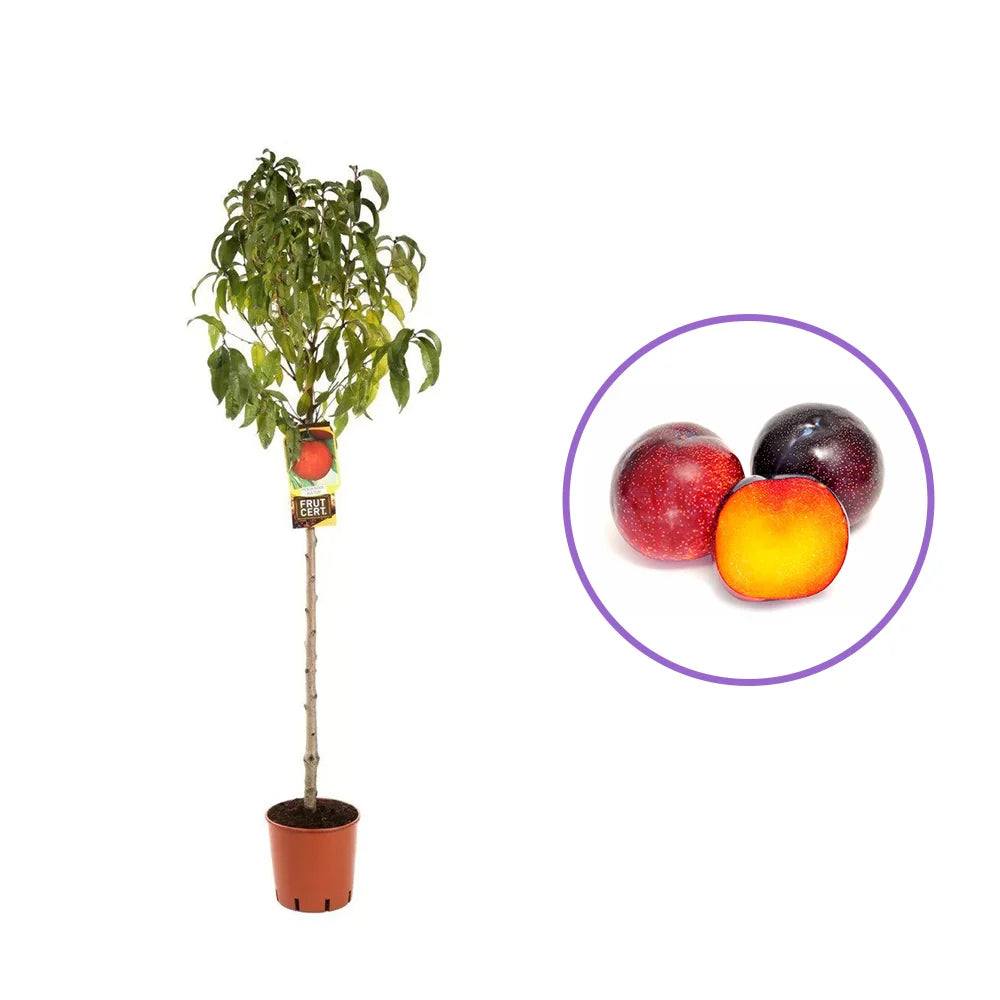 Piersic (Prunus Persica) Cotogno, cu fructe galben, an 2 pe rod