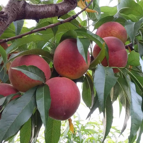 Piersic (Prunus Persica) Cotogno, cu fructe galben, an 2 pe rod