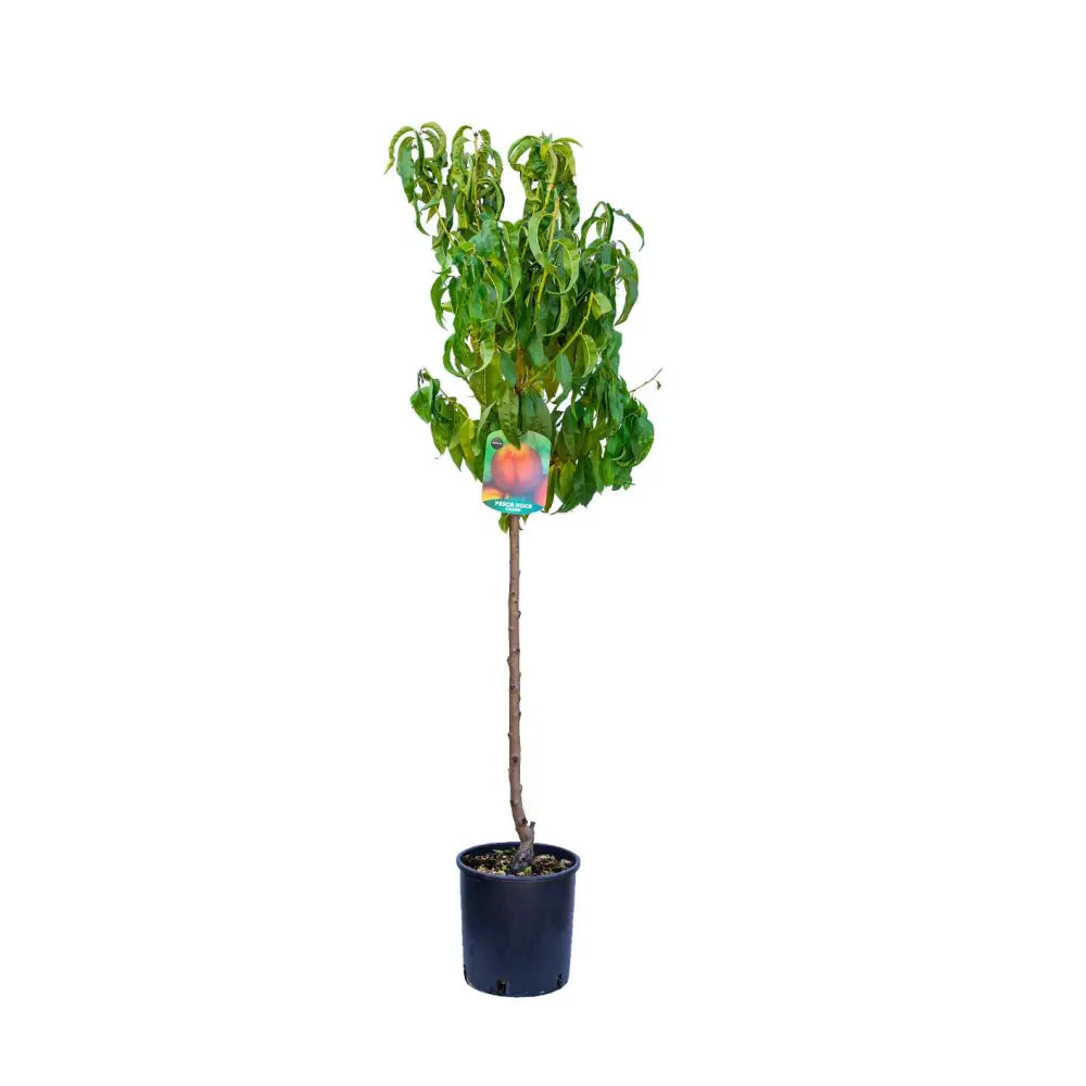 Piersic (Prunus Persica) Cresthaven, cu fructe rosii, an 2 pe rod