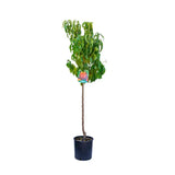 Piersic (Prunus Persica) Cresthaven, cu fructe rosii, an 2 pe rod