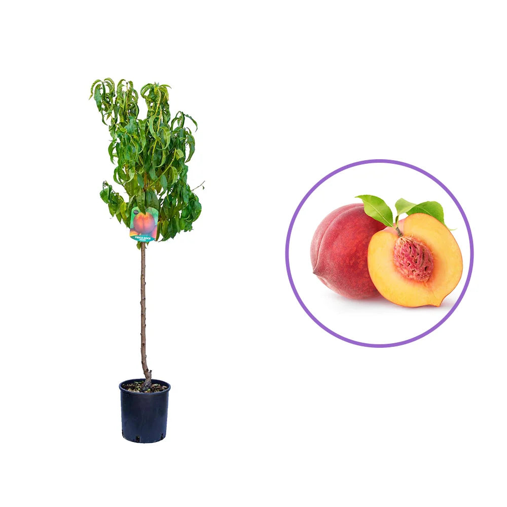 Piersic (Prunus Persica) Cresthaven, cu fructe rosii, an 2 pe rod