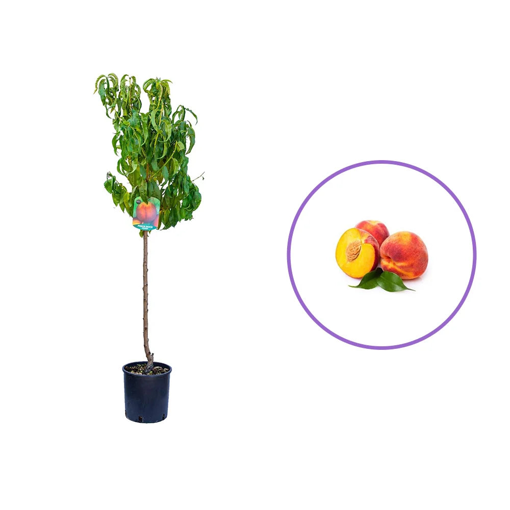 Piersic (Prunus Persica) Dixired, cu fructe rosii, an 2 pe rod