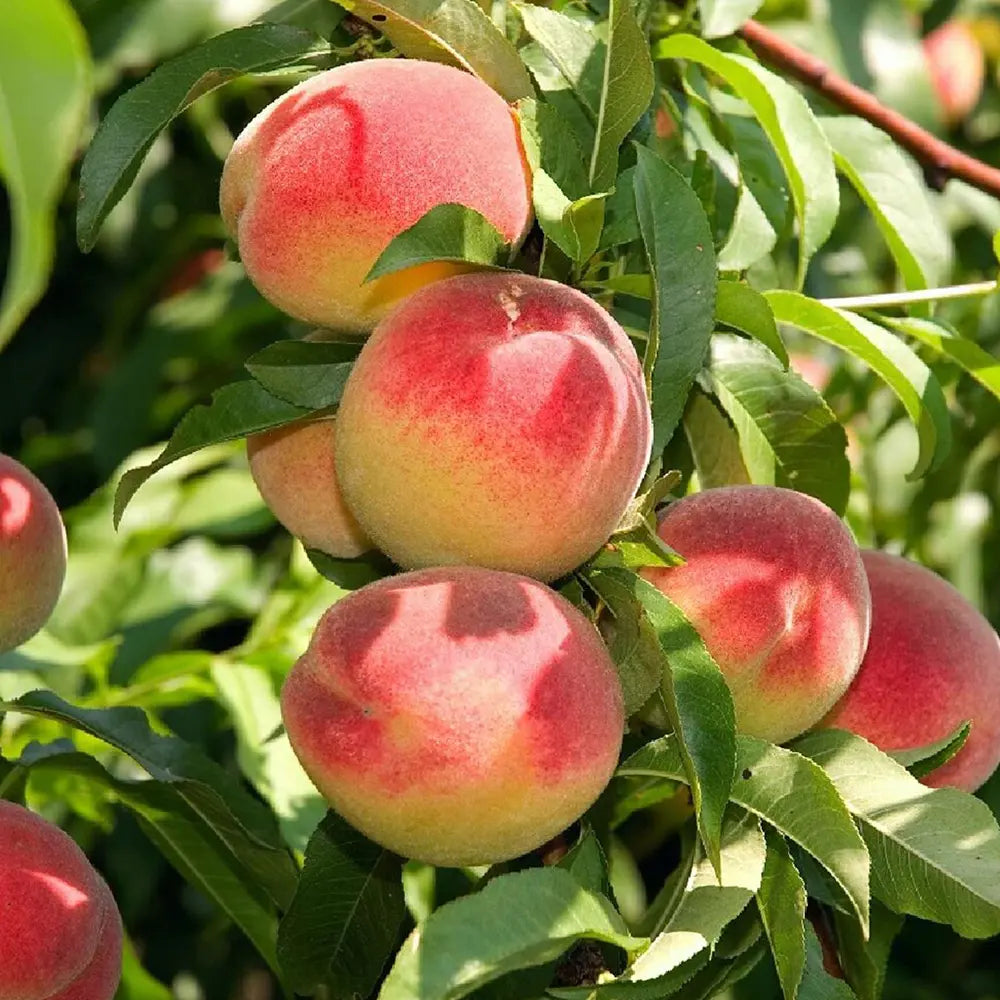 Piersic (Prunus Persica) Dixired, cu fructe rosii, an 2 pe rod