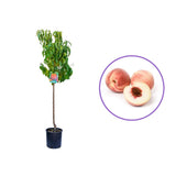 Piersic (Prunus Persica) Elegant Lady, cu fructe roz-galbene, an 2 pe rod