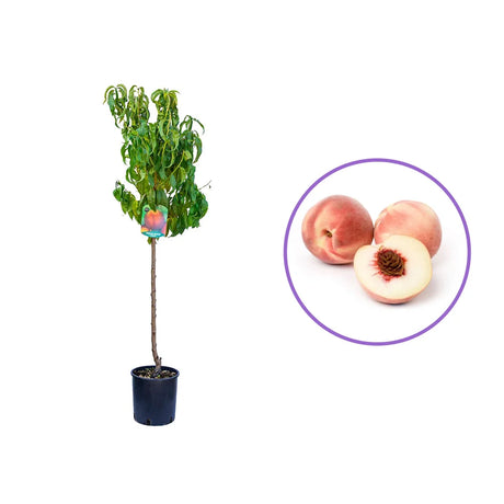 Piersic (Prunus Persica) Elegant Lady, cu fructe roz-galbene, an 2 pe rod