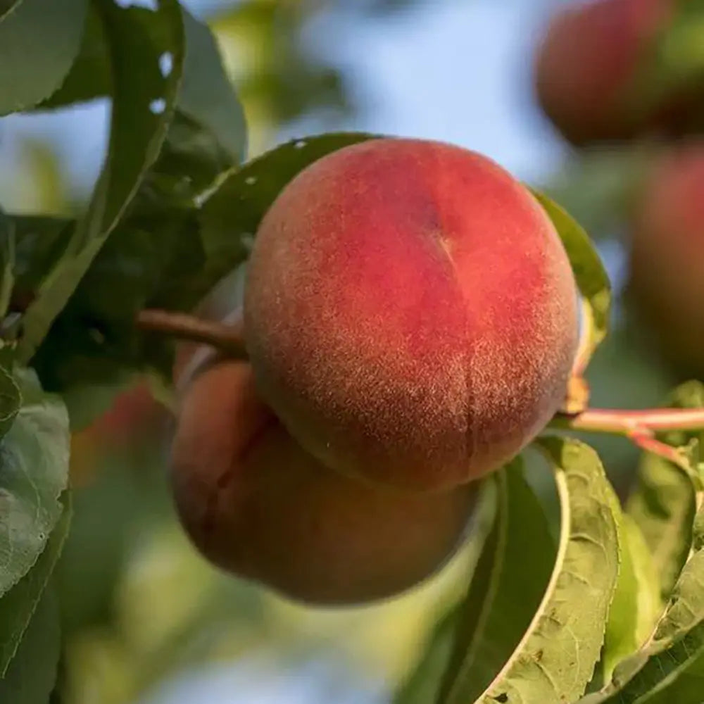 Piersic (Prunus Persica) Fayett, cu fructe rosii, an 2 pe rod