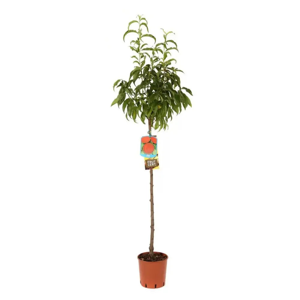 Piersic (Prunus Persica) Fayett, cu fructe rosii, an 2 pe rod