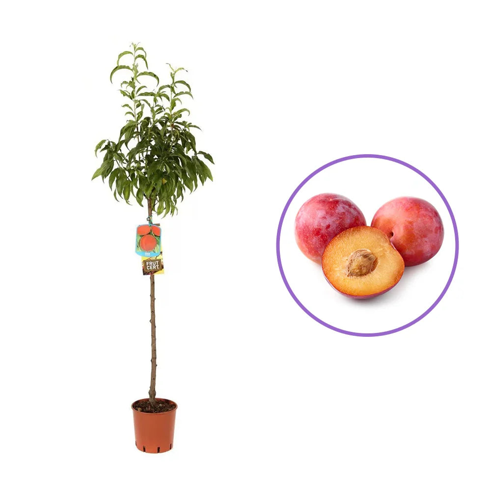 Piersic (Prunus Persica) Fayett, cu fructe rosii, an 2 pe rod