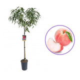 Piersic (Prunus Persica) Flavorcrest, cu fructe roz-rosii, an 2 pe rod