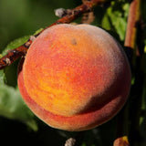 Piersic (Prunus Persica) Glohaven, cu fructe portocalii, an 2 pe rod