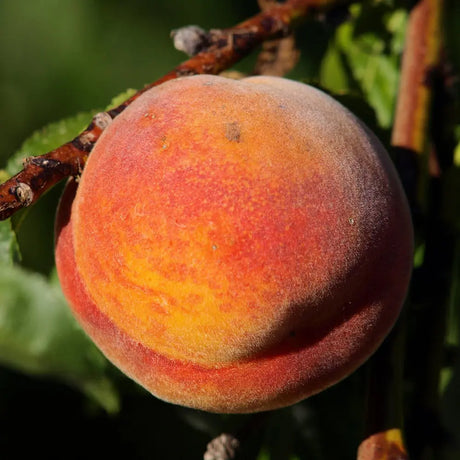 Piersic (Prunus Persica) Glohaven, cu fructe portocalii, an 2 pe rod
