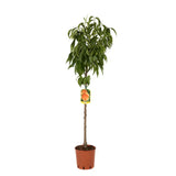 Piersic (Prunus Persica) Glohaven, cu fructe portocalii, an 2 pe rod