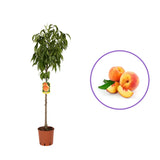 Piersic (Prunus Persica) Glohaven, cu fructe portocalii, an 2 pe rod