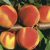 Piersic (Prunus Persica) Guglielmina, cu fructe aurii, an 2 pe rod