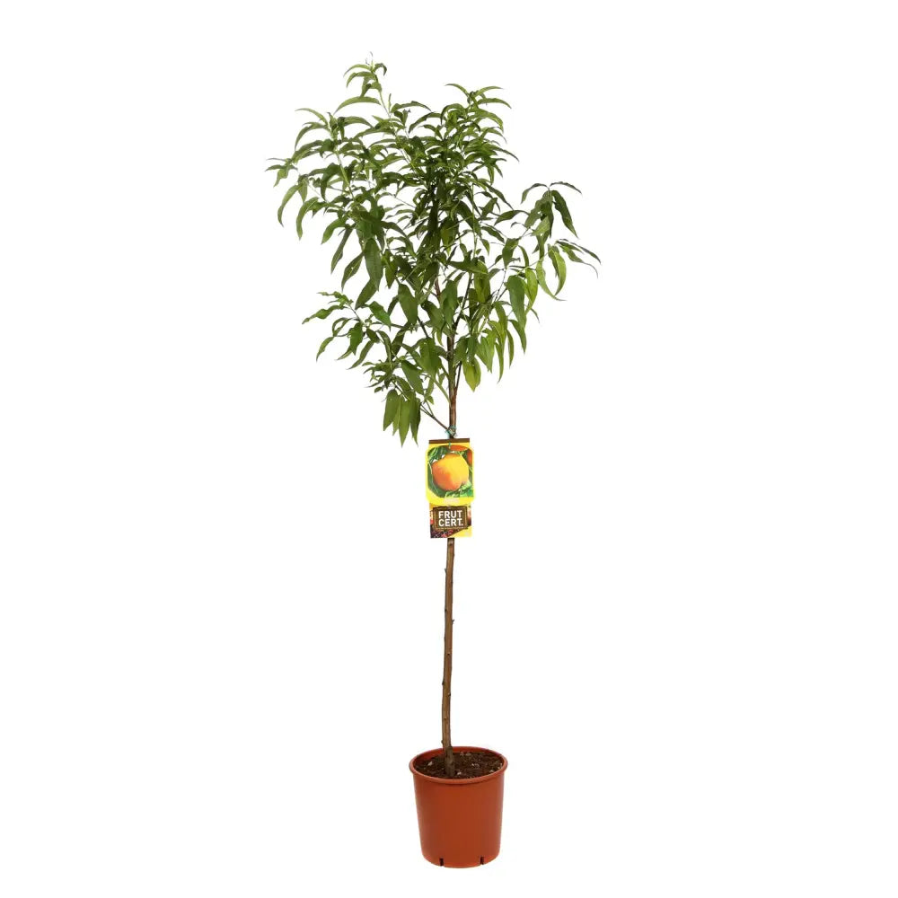 Piersic (Prunus Persica) Guglielmina, cu fructe aurii, an 2 pe rod