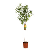 Piersic (Prunus Persica) Guglielmina, cu fructe aurii, an 2 pe rod