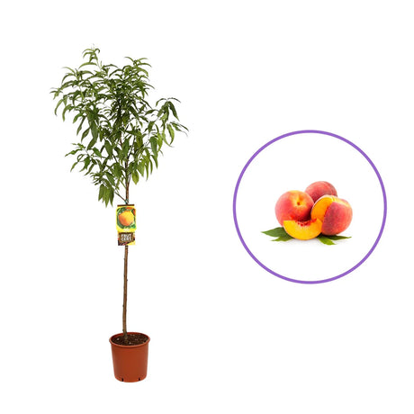 Piersic (Prunus Persica) Guglielmina, cu fructe aurii, an 2 pe rod