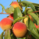 Piersic (Prunus Persica) Maria Bianca, cu fructe albe-rosii-crem, an 2 pe rod