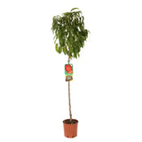 Nectarin (Prunus Persica) Noce Indipendence cu fructe rosii-galbene, an 2 pe rod