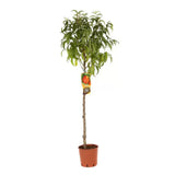 Nectarin (Prunus Persica) Noce Stark Red Gold cu fructe rosii-aurii, an 2 pe rod