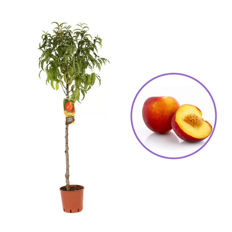 Nectarin (Prunus Persica) Noce Stark Red Gold cu fructe rosii-aurii, an 2 pe rod