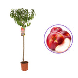 Nectarin (Prunus Persica) Noce Snow Queen cu fructe rosii-crem, an 2 pe rod