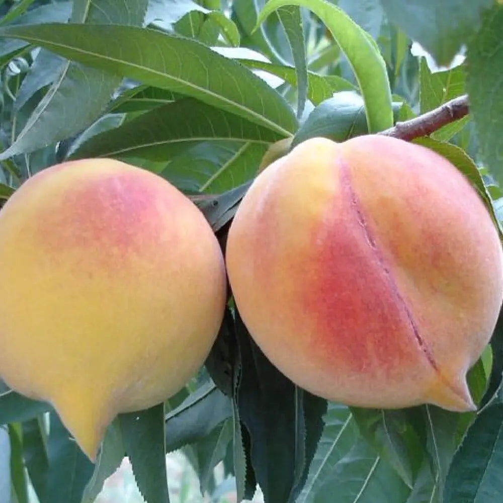 Piersic (Prunus Persica) Percocca Andross cu fructe galbene-portocalii, an 2 pe rod