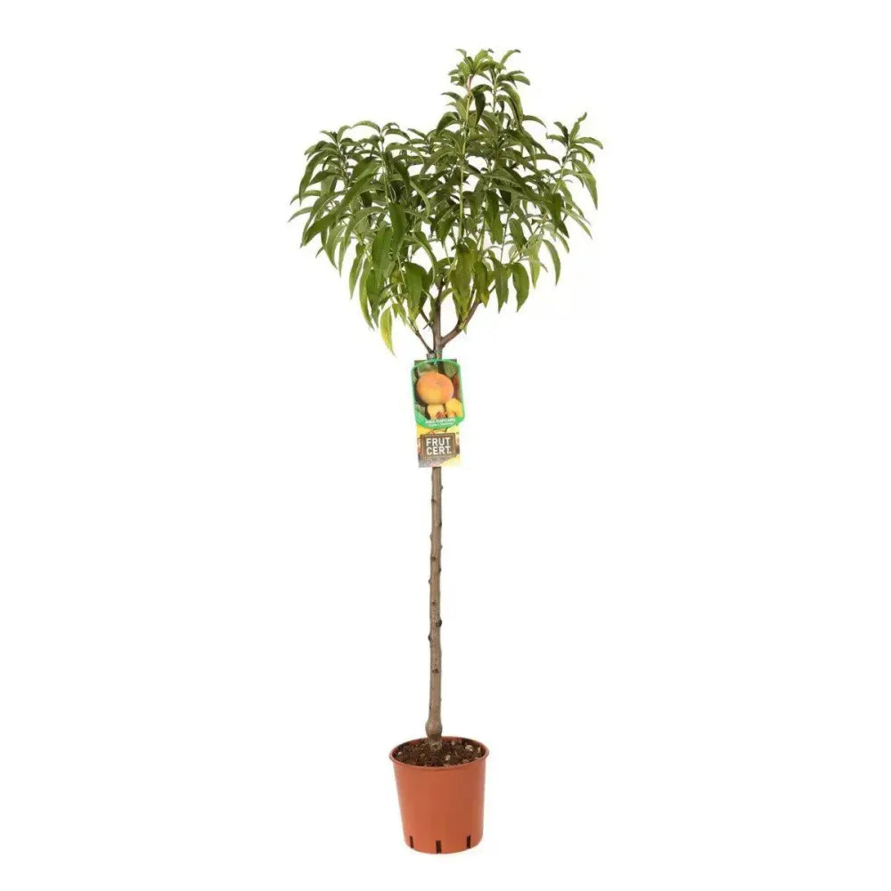 Piersic (Prunus Persica) Platicarpa Pasta Gialla cu fructe galbene-aurii, an 2 pe rod