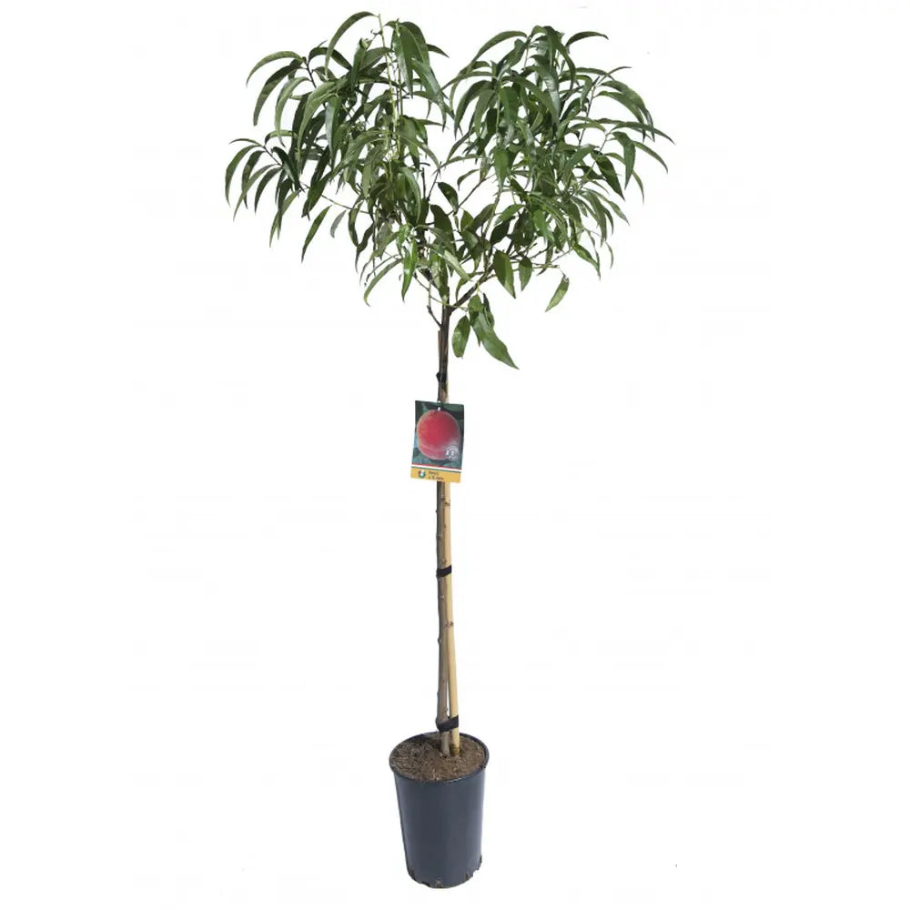 Piersic (Prunus Persica) Springrest cu fructe galbene-rosiatice, an 2 pe rod