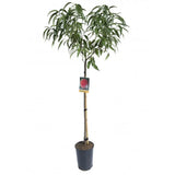 Piersic (Prunus Persica) Springrest cu fructe galbene-rosiatice, an 2 pe rod