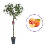 Piersic (Prunus Persica) Springrest cu fructe galbene-rosiatice, an 2 pe rod