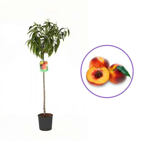 Piersic (Prunus Persica) Hale Haven cu fructe rosiatice, an 3 pe rod