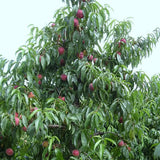 Piersic (Prunus Persica) Rich Lady cu fructe burgundii, an 2 pe rod